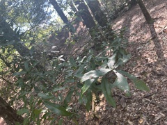 Quercus hemisphaerica