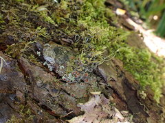 Psoroma hypnorum