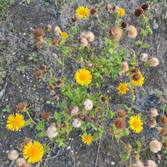 Pulicaria dysenterica