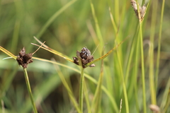 Cyphocleonus achates