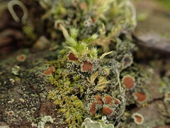 Psoroma hypnorum