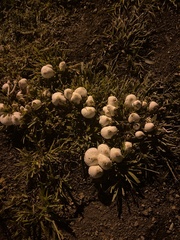 Chlorophyllum molybdites