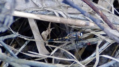 Leucorrhinia rubicunda