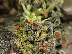 Psoroma hypnorum