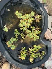 Pistia