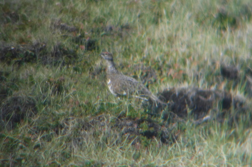 Lagopus muta rupestris