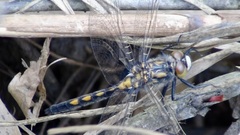 Leucorrhinia rubicunda