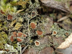 Psoroma hypnorum