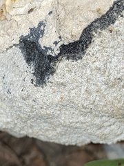 Lichinaceae