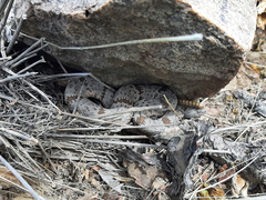 Crotalus lepidus klauberi