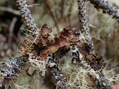 Pseudocyphellaria
