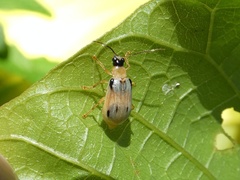 Diabroticina
