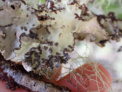 Lobarina scrobiculata