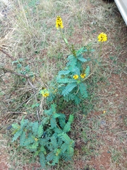Senna didymobotrya
