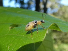Diabroticina