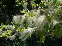 Usnea longissima