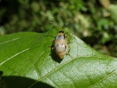 Diabroticina