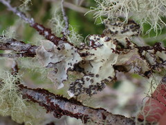 Lobarina scrobiculata