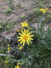 Senecio bahioides