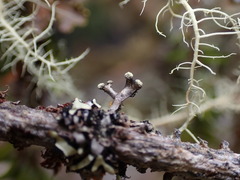 Hypotrachyna sinuosa