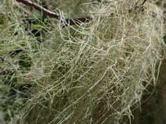 Usnea longissima