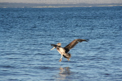 Pelecanus occidentalis urinator