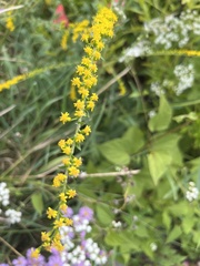 Solidago ulmifolia