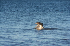 Pelecanus occidentalis urinator