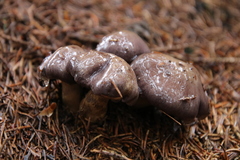 Gomphidius glutinosus