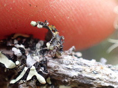 Hypotrachyna sinuosa