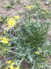 Senecio bahioides