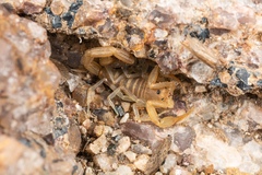 Uroplectes schlechteri