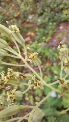 Arnoglossum atriplicifolium