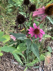 Echinacea
