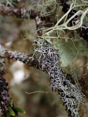 Hypogymnia lophyrea