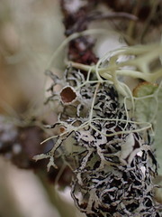 Hypogymnia lophyrea