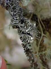 Hypogymnia lophyrea