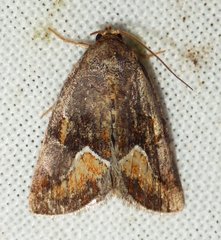 Deltote bellicula