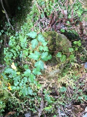 Toxicodendron orientale