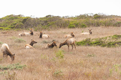 Cervus canadensis nannodes