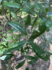 Quercus laurifolia