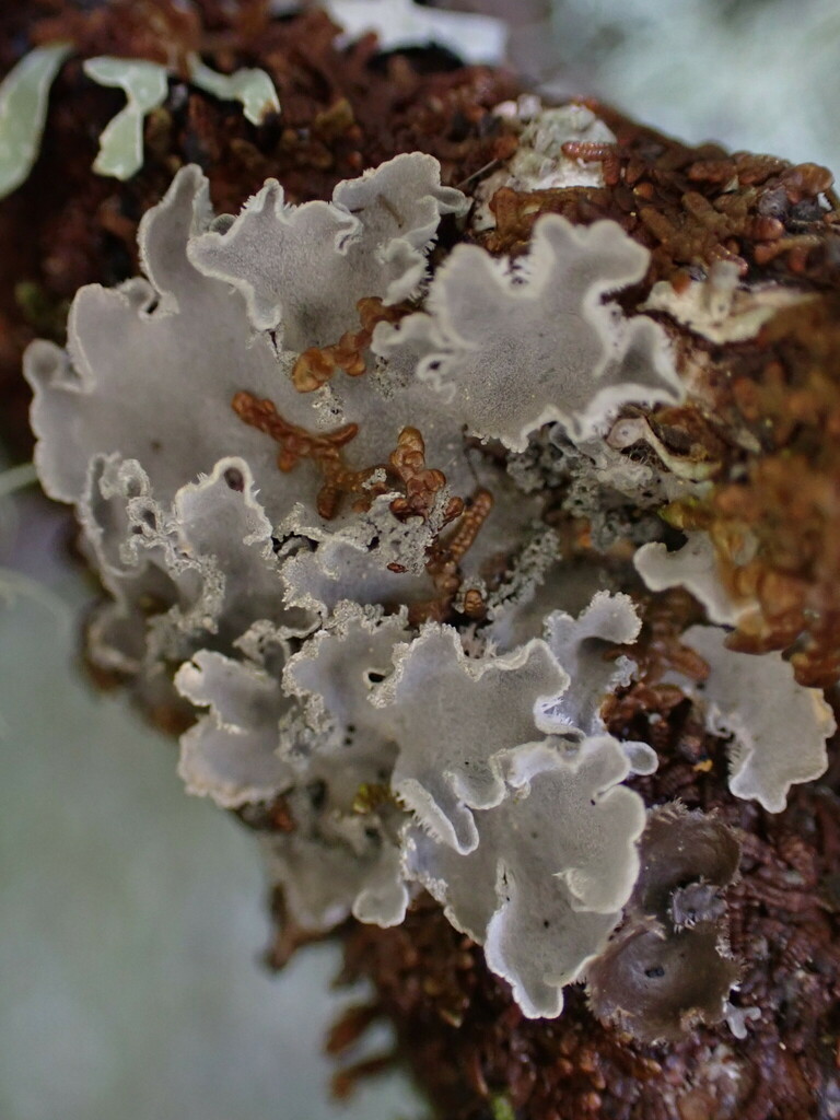 Treepelt Lichen