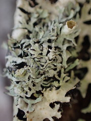 Hypogymnia lophyrea