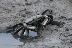 Macrophthalmus