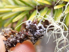 Erioderma sorediatum