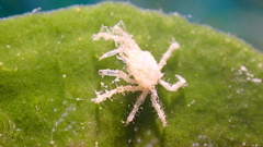 Pleocyemata