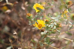 Agapostemon texanus