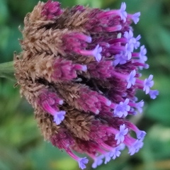 Verbena bonariensis
