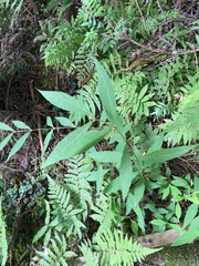 Callicarpa randaiensis