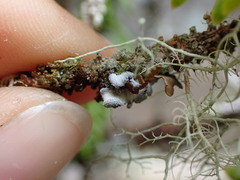 Erioderma sorediatum